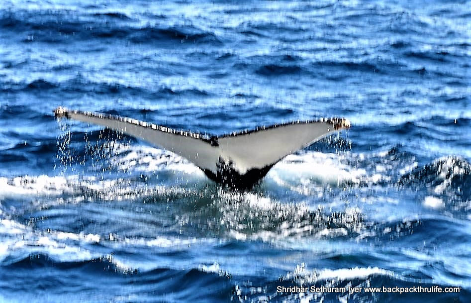 Photo of Antarctica :The Fascinating Universe of Humpback Whales By Shridhar Sethuram Iyer