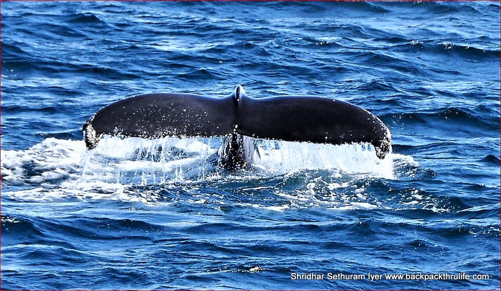 Photo of Antarctica :The Fascinating Universe of Humpback Whales By Shridhar Sethuram Iyer