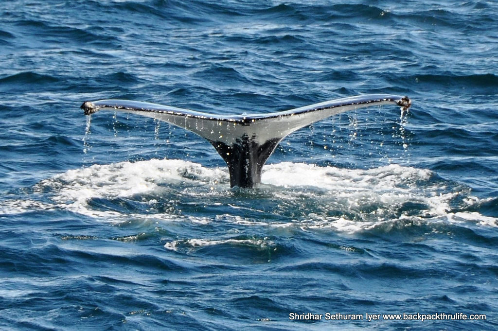 Photo of Antarctica :The Fascinating Universe of Humpback Whales By Shridhar Sethuram Iyer