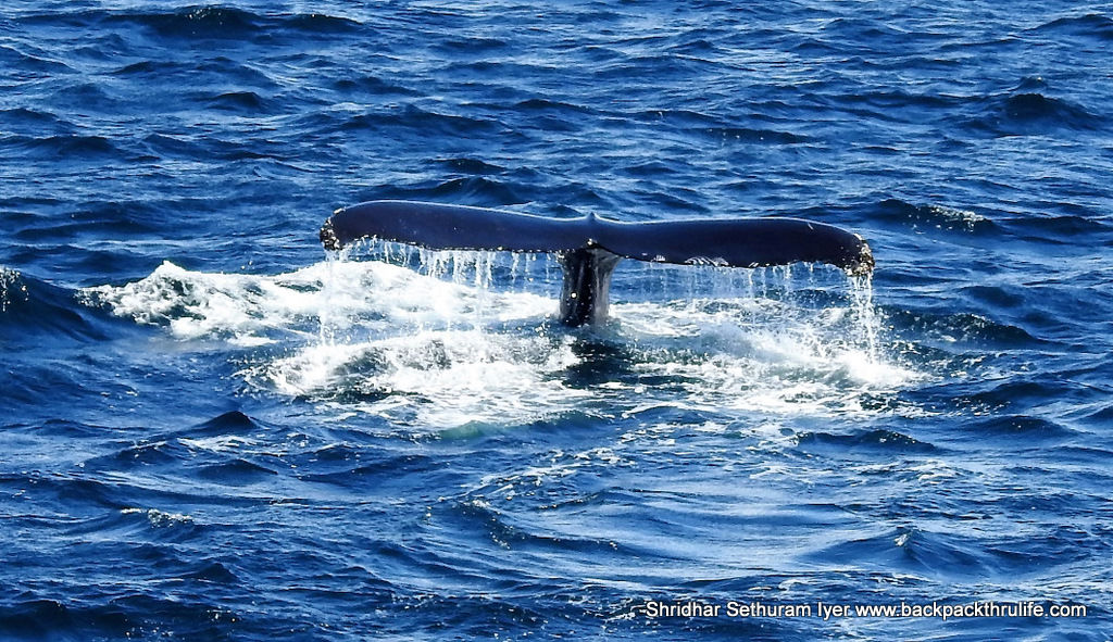 Photo of Antarctica :The Fascinating Universe of Humpback Whales By Shridhar Sethuram Iyer
