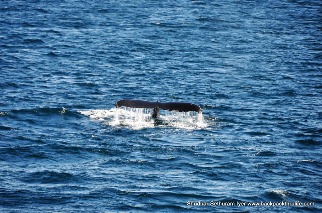 Photo of Antarctica :The Fascinating Universe of Humpback Whales By Shridhar Sethuram Iyer