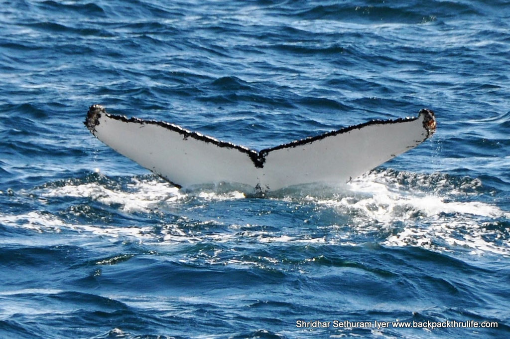 Photo of Antarctica :The Fascinating Universe of Humpback Whales By Shridhar Sethuram Iyer