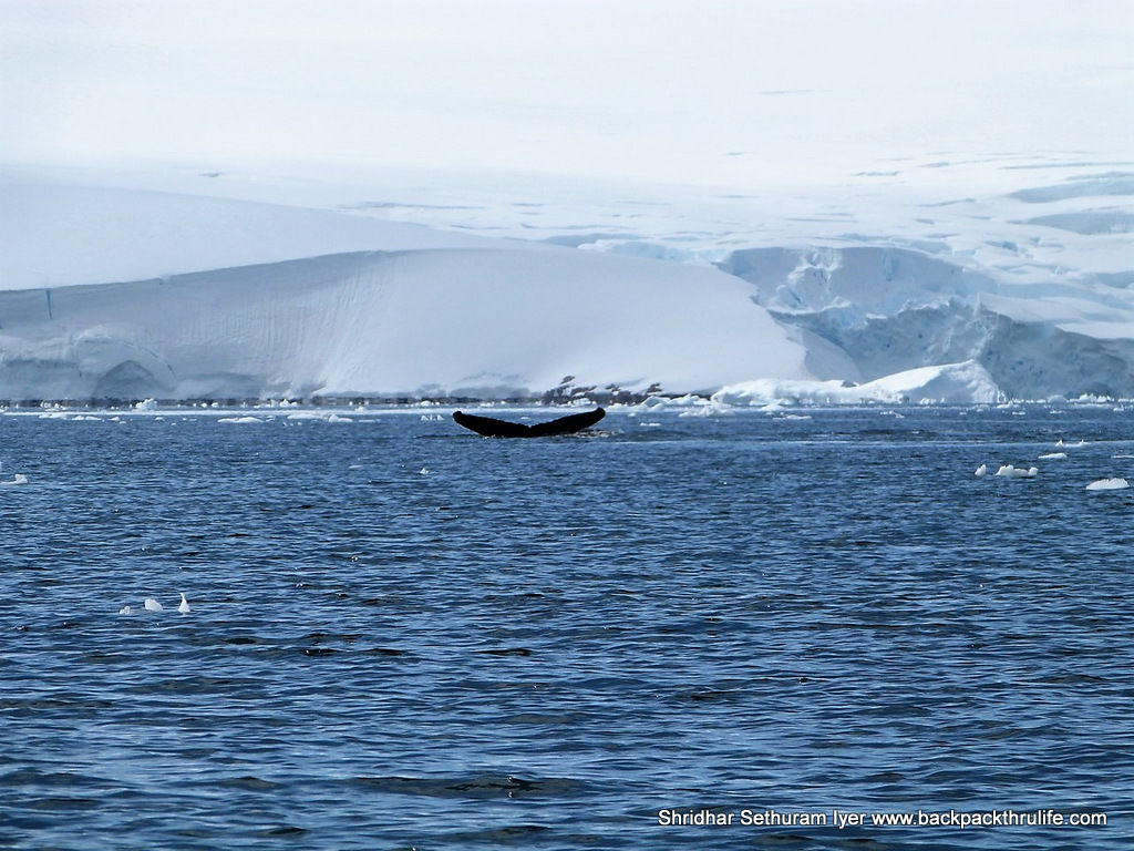 Photo of Antarctica :The Fascinating Universe of Humpback Whales By Shridhar Sethuram Iyer