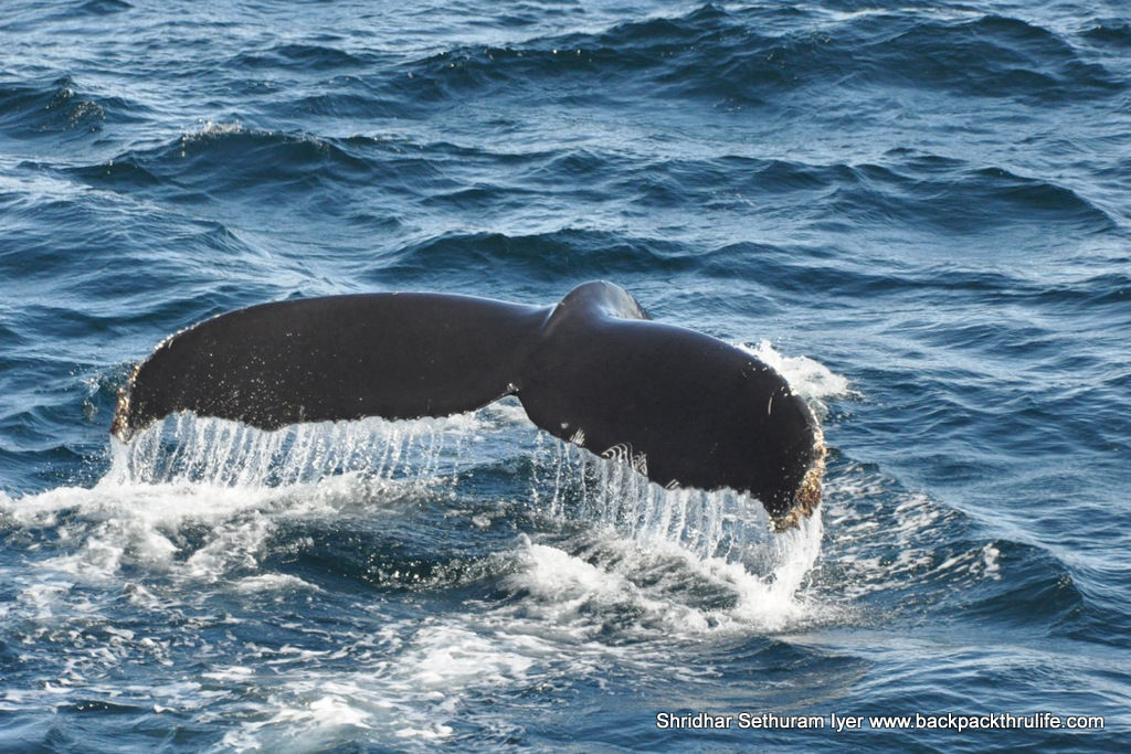 Photo of Antarctica :The Fascinating Universe of Humpback Whales By Shridhar Sethuram Iyer