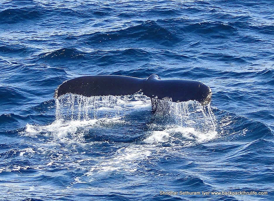 Photo of Antarctica :The Fascinating Universe of Humpback Whales By Shridhar Sethuram Iyer