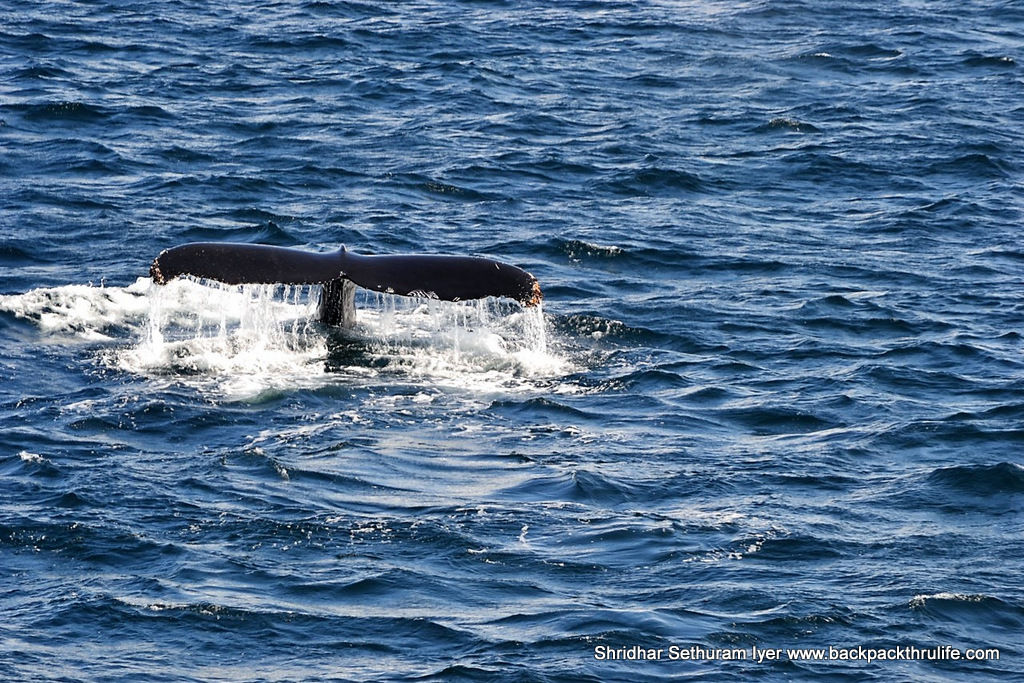 Photo of Antarctica :The Fascinating Universe of Humpback Whales By Shridhar Sethuram Iyer
