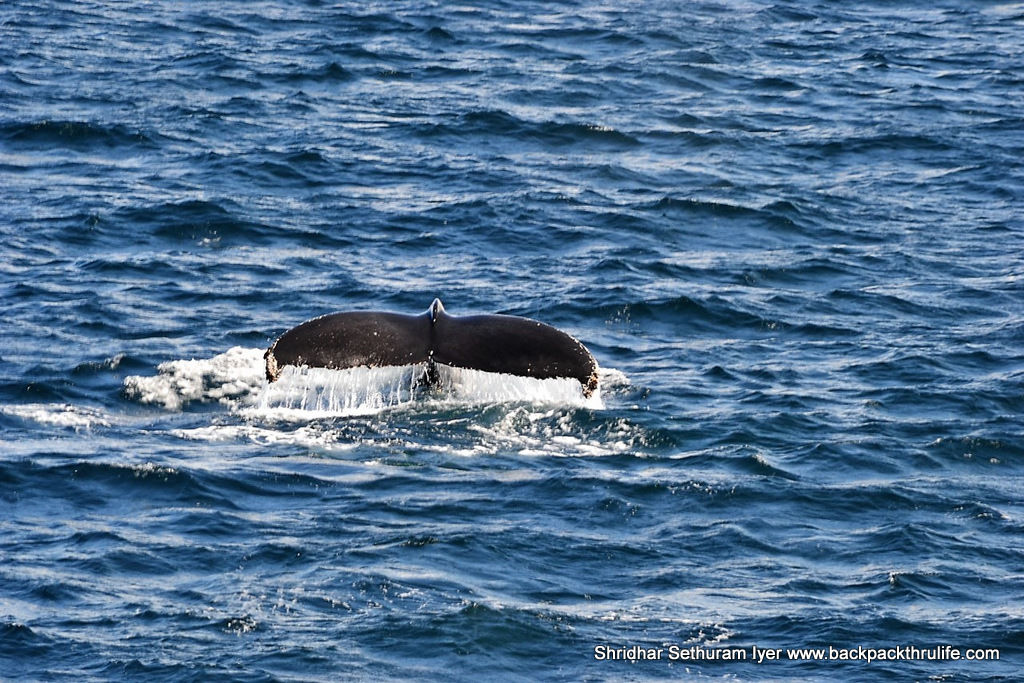 Photo of Antarctica :The Fascinating Universe of Humpback Whales By Shridhar Sethuram Iyer