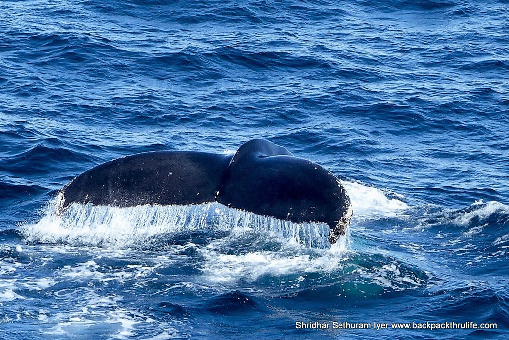 Photo of Antarctica :The Fascinating Universe of Humpback Whales By Shridhar Sethuram Iyer