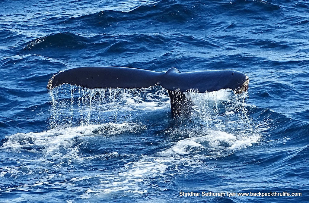 Photo of Antarctica :The Fascinating Universe of Humpback Whales By Shridhar Sethuram Iyer
