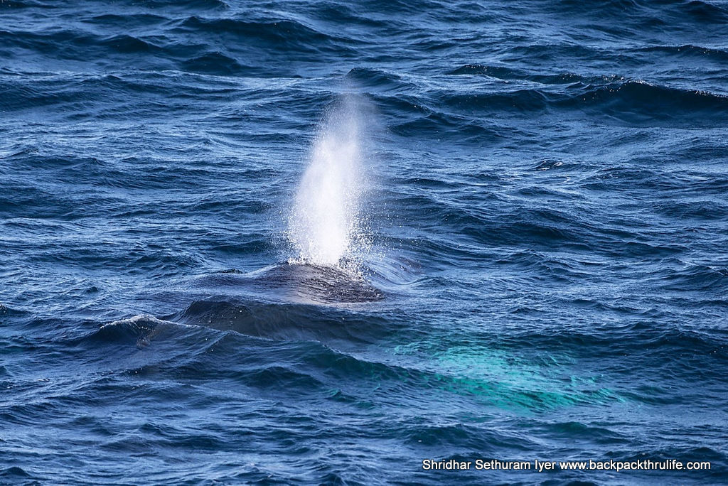 Photo of Antarctica :The Fascinating Universe of Humpback Whales By Shridhar Sethuram Iyer
