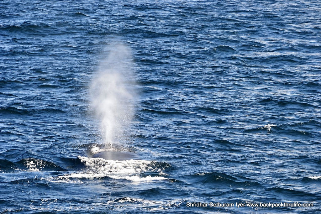 Photo of Antarctica :The Fascinating Universe of Humpback Whales By Shridhar Sethuram Iyer