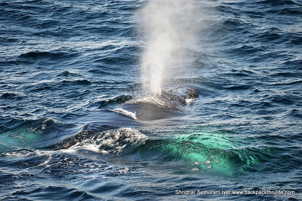 Photo of Antarctica :The Fascinating Universe of Humpback Whales By Shridhar Sethuram Iyer