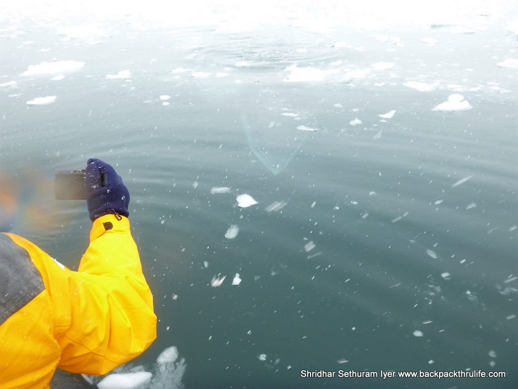 Photo of Antarctica :The Fascinating Universe of Humpback Whales By Shridhar Sethuram Iyer