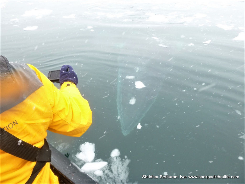 Photo of Antarctica :The Fascinating Universe of Humpback Whales By Shridhar Sethuram Iyer
