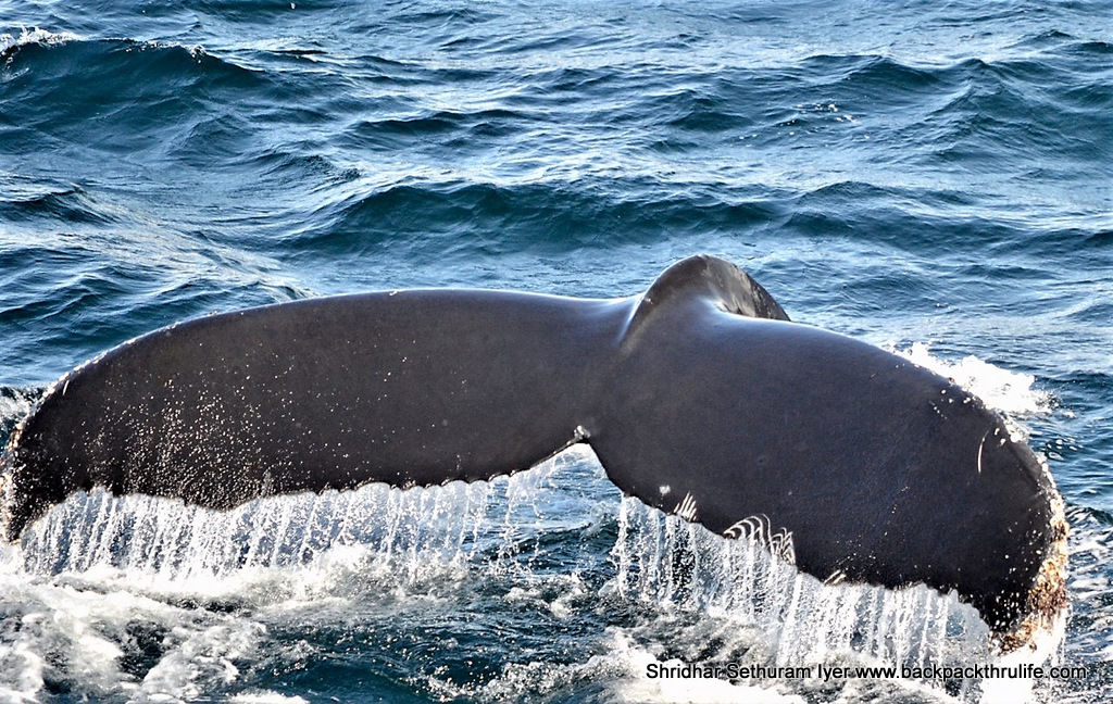 Photo of Antarctica :The Fascinating Universe of Humpback Whales By Shridhar Sethuram Iyer