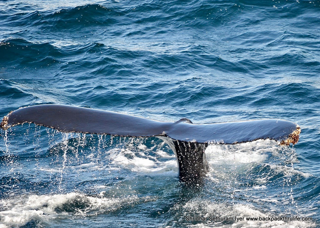 Photo of Antarctica :The Fascinating Universe of Humpback Whales By Shridhar Sethuram Iyer