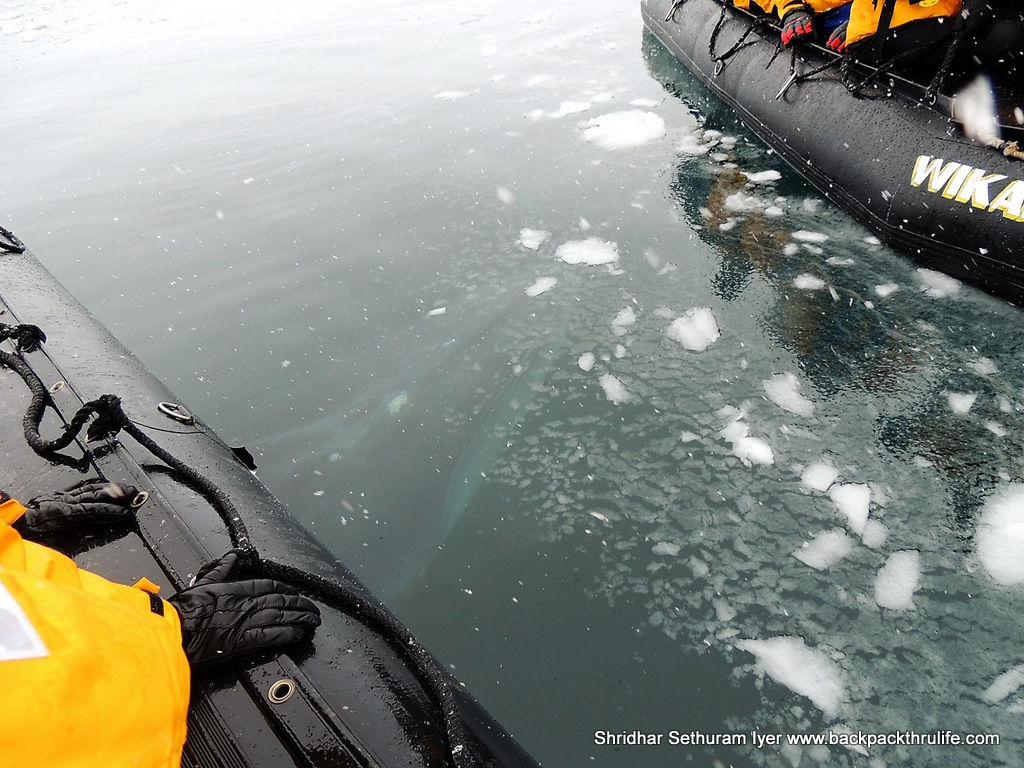 Photo of Antarctica :The Fascinating Universe of Humpback Whales By Shridhar Sethuram Iyer