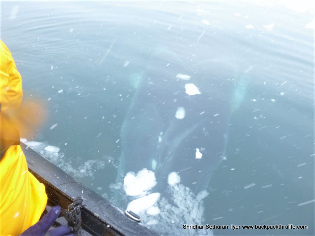 Photo of Antarctica :The Fascinating Universe of Humpback Whales By Shridhar Sethuram Iyer