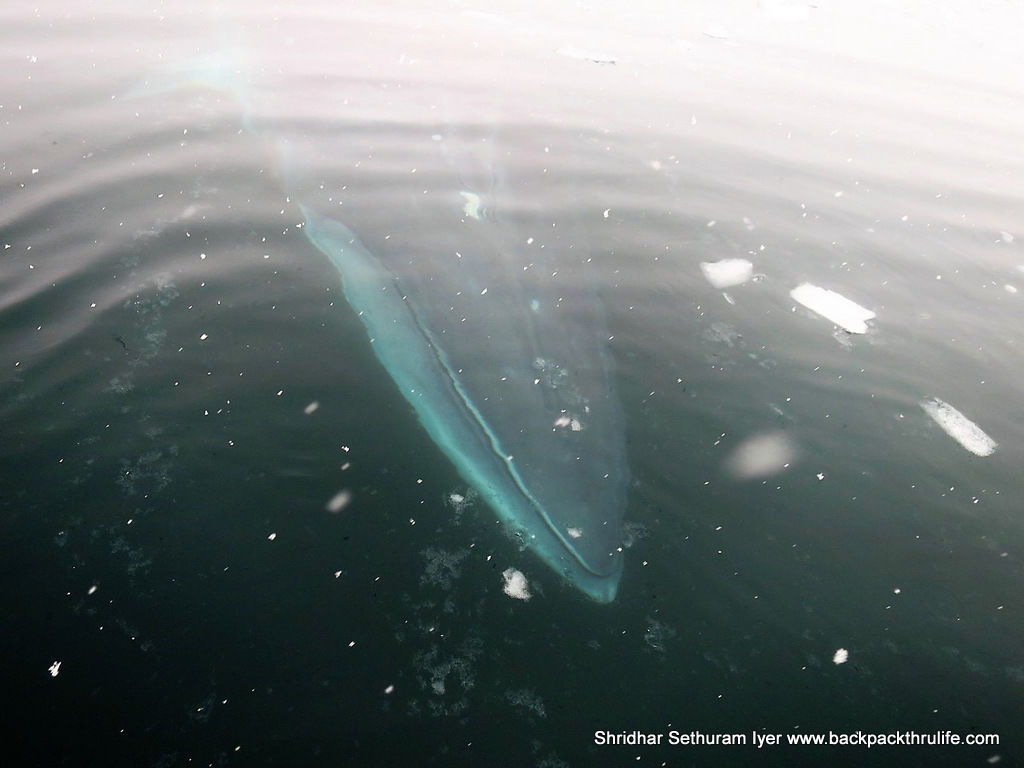 Photo of Antarctica :The Fascinating Universe of Humpback Whales By Shridhar Sethuram Iyer