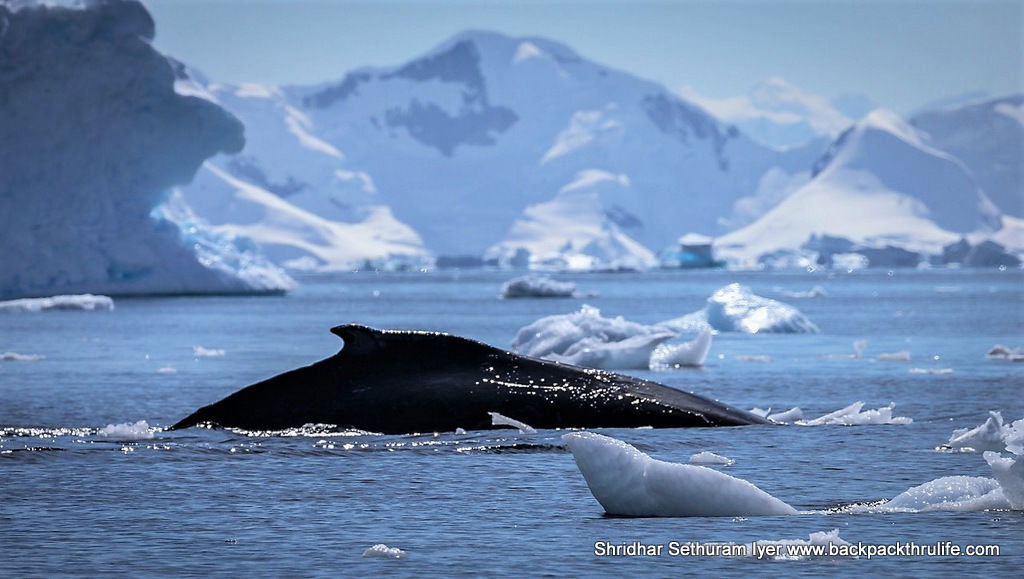 Photo of Antarctica :The Fascinating Universe of Humpback Whales By Shridhar Sethuram Iyer
