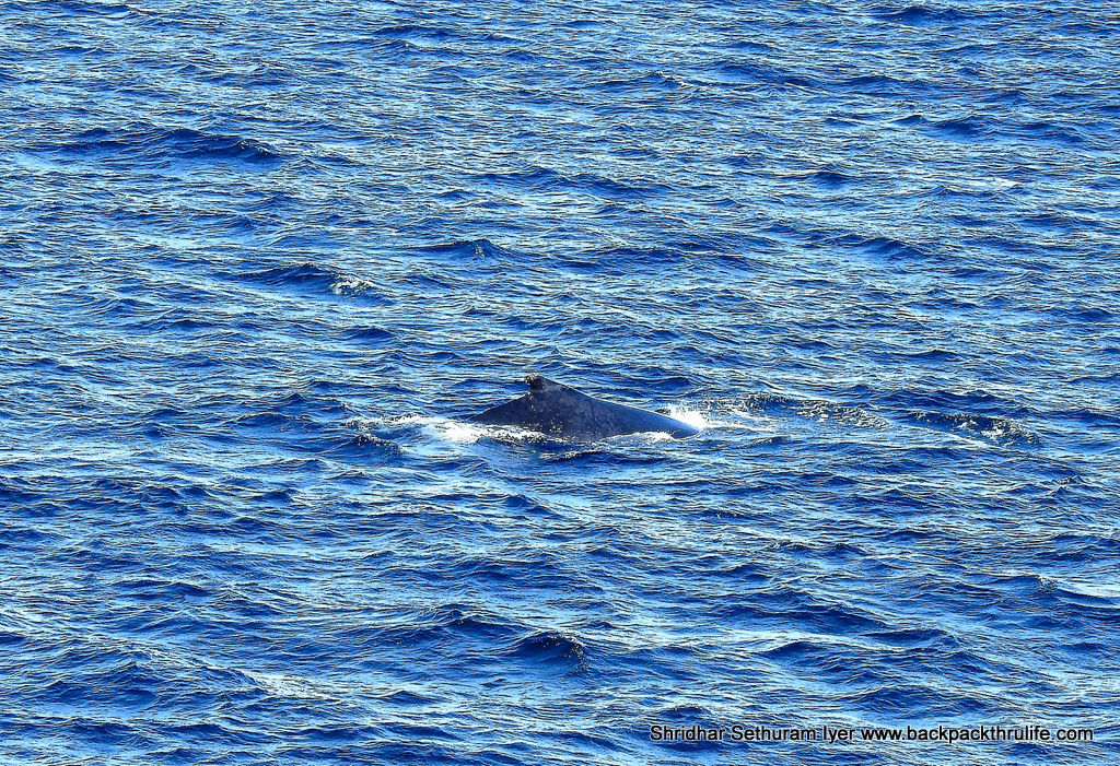 Photo of Antarctica :The Fascinating Universe of Humpback Whales By Shridhar Sethuram Iyer