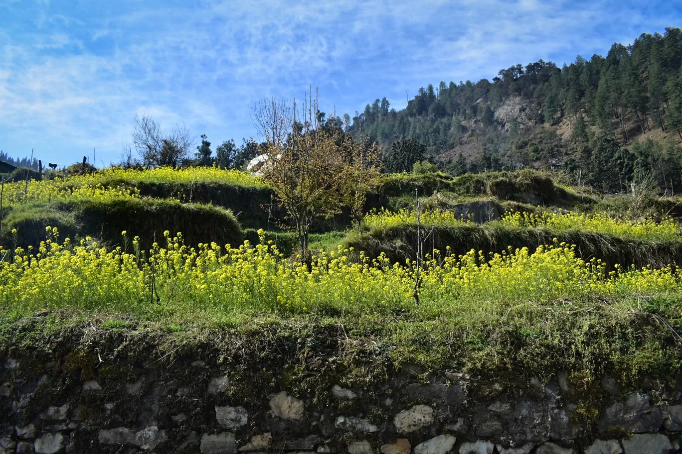 Photo of Kedarkantha Trek By Shiladitya Ghosh