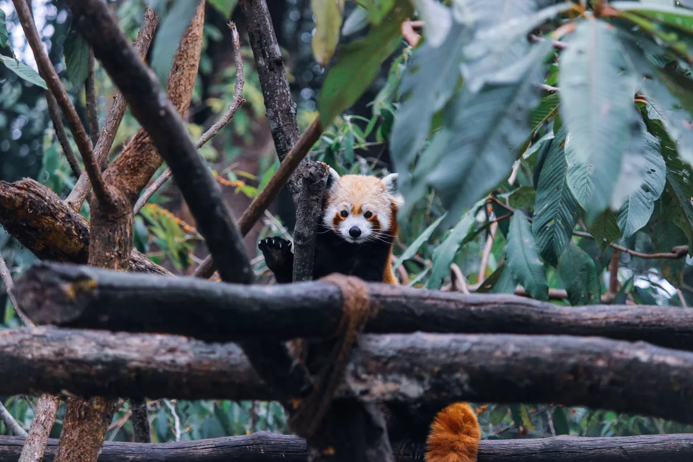 Photo of Padmaja Naidu Himalayan Zoological Park By Prasad - The Enthu Wanderer