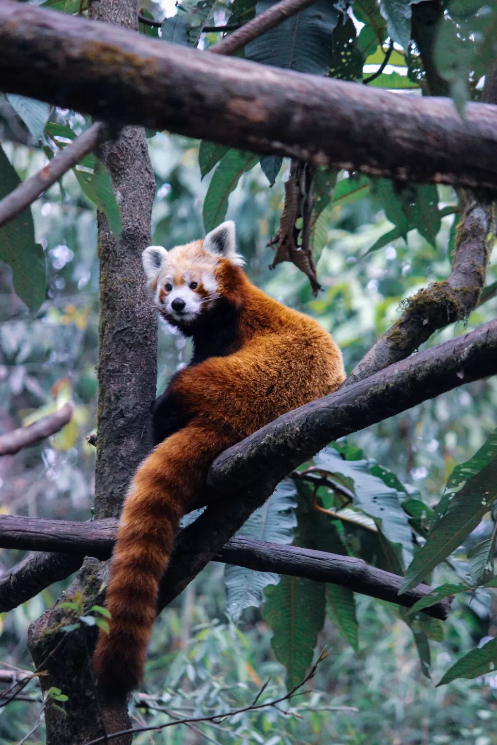 Photo of Padmaja Naidu Himalayan Zoological Park By Prasad - The Enthu Wanderer