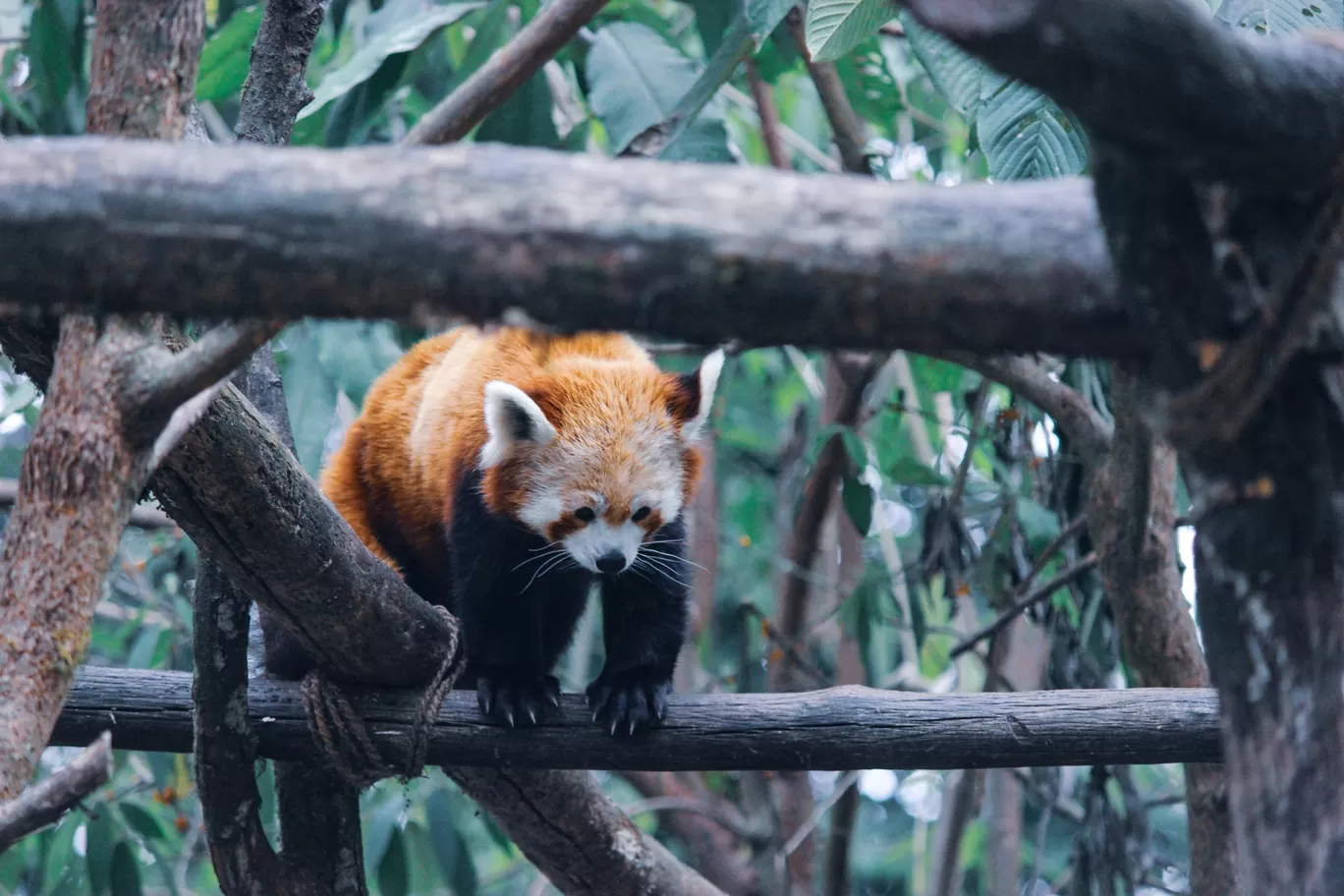 Photo of Padmaja Naidu Himalayan Zoological Park By Prasad - The Enthu Wanderer