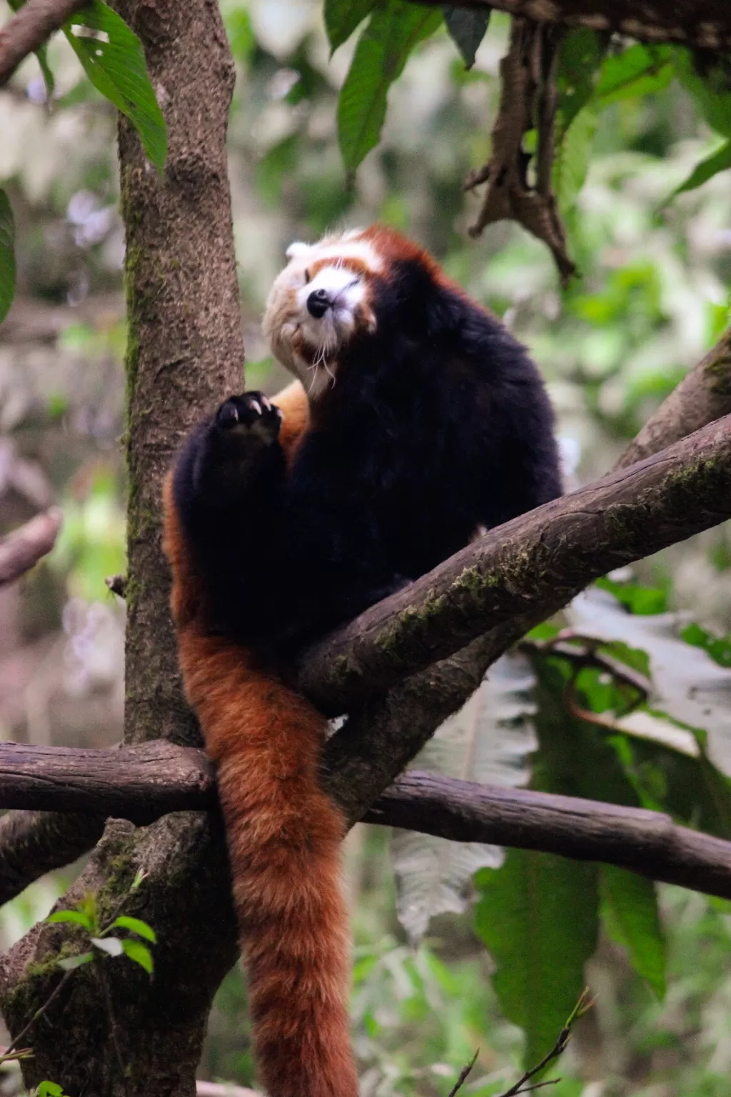 Photo of Padmaja Naidu Himalayan Zoological Park By Prasad - The Enthu Wanderer