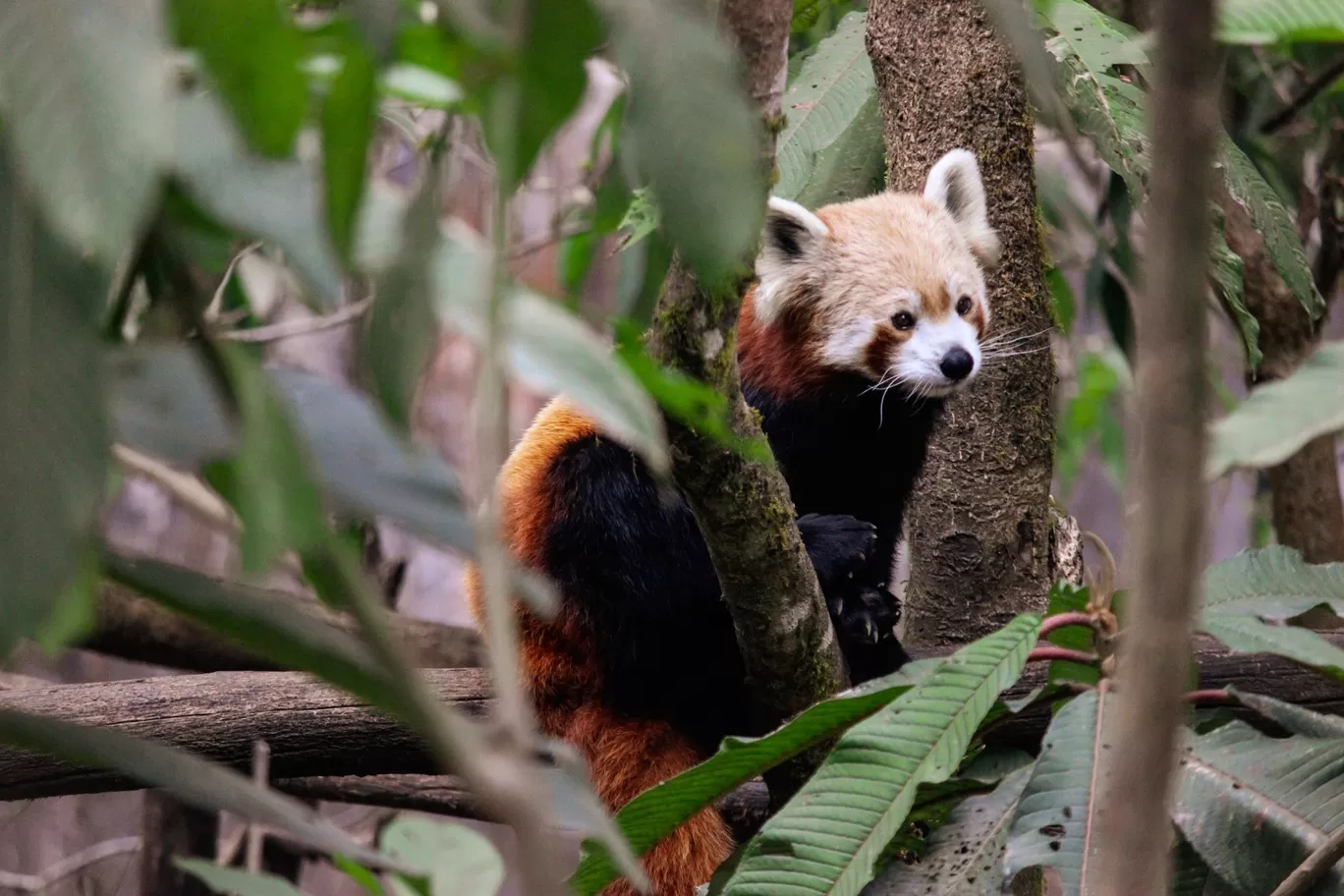 Photo of Padmaja Naidu Himalayan Zoological Park By Prasad - The Enthu Wanderer