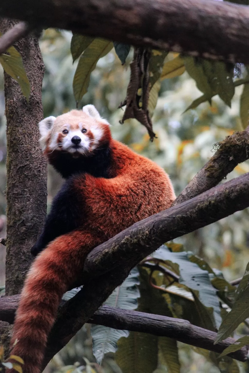 Photo of Padmaja Naidu Himalayan Zoological Park By Prasad - The Enthu Wanderer