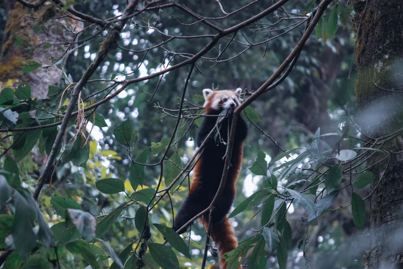 Photo of Padmaja Naidu Himalayan Zoological Park By Prasad - The Enthu Wanderer