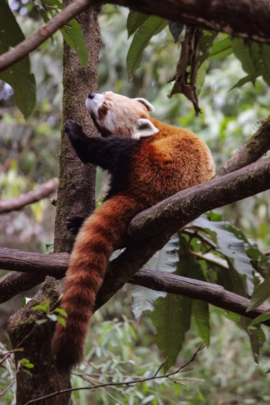 Photo of Padmaja Naidu Himalayan Zoological Park By Prasad - The Enthu Wanderer