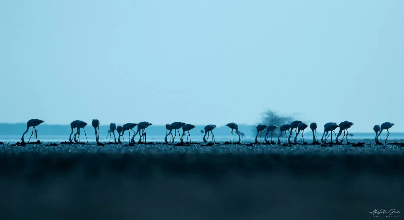 Photo of Little Rann of Kutch By Akshita Jain