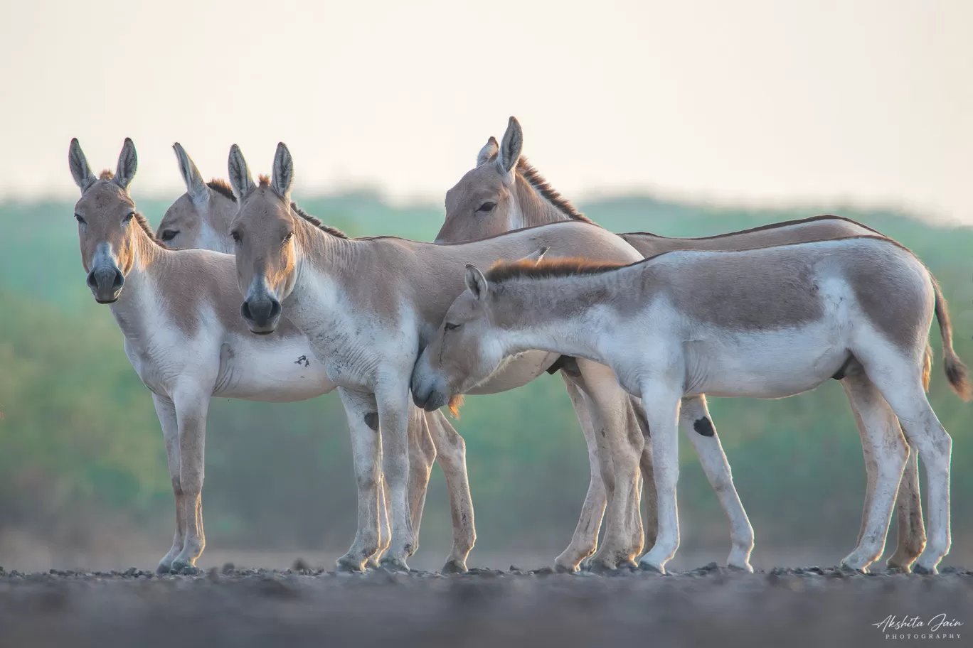 Photo of Little Rann of Kutch By Akshita Jain