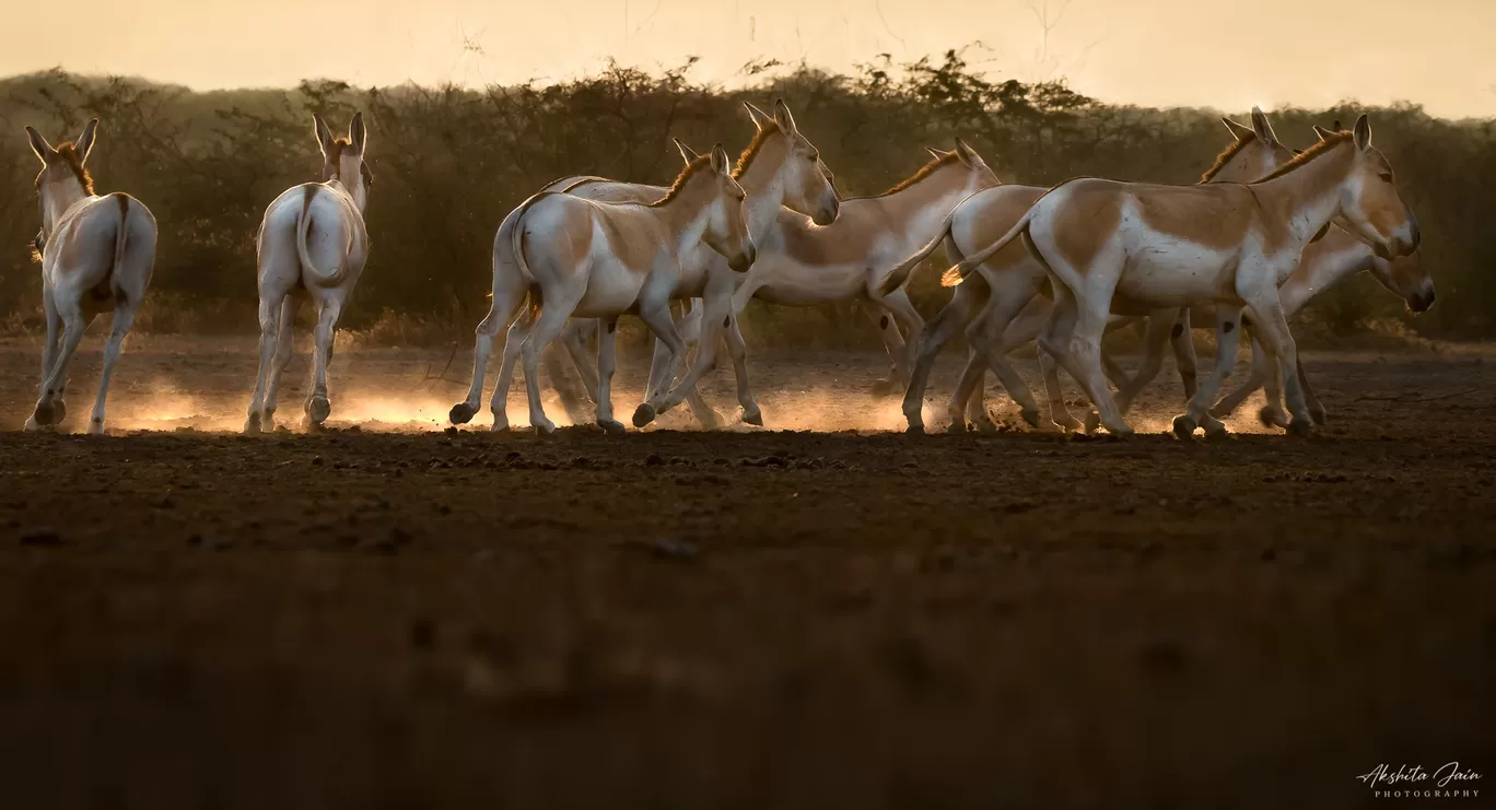 Photo of Little Rann of Kutch By Akshita Jain