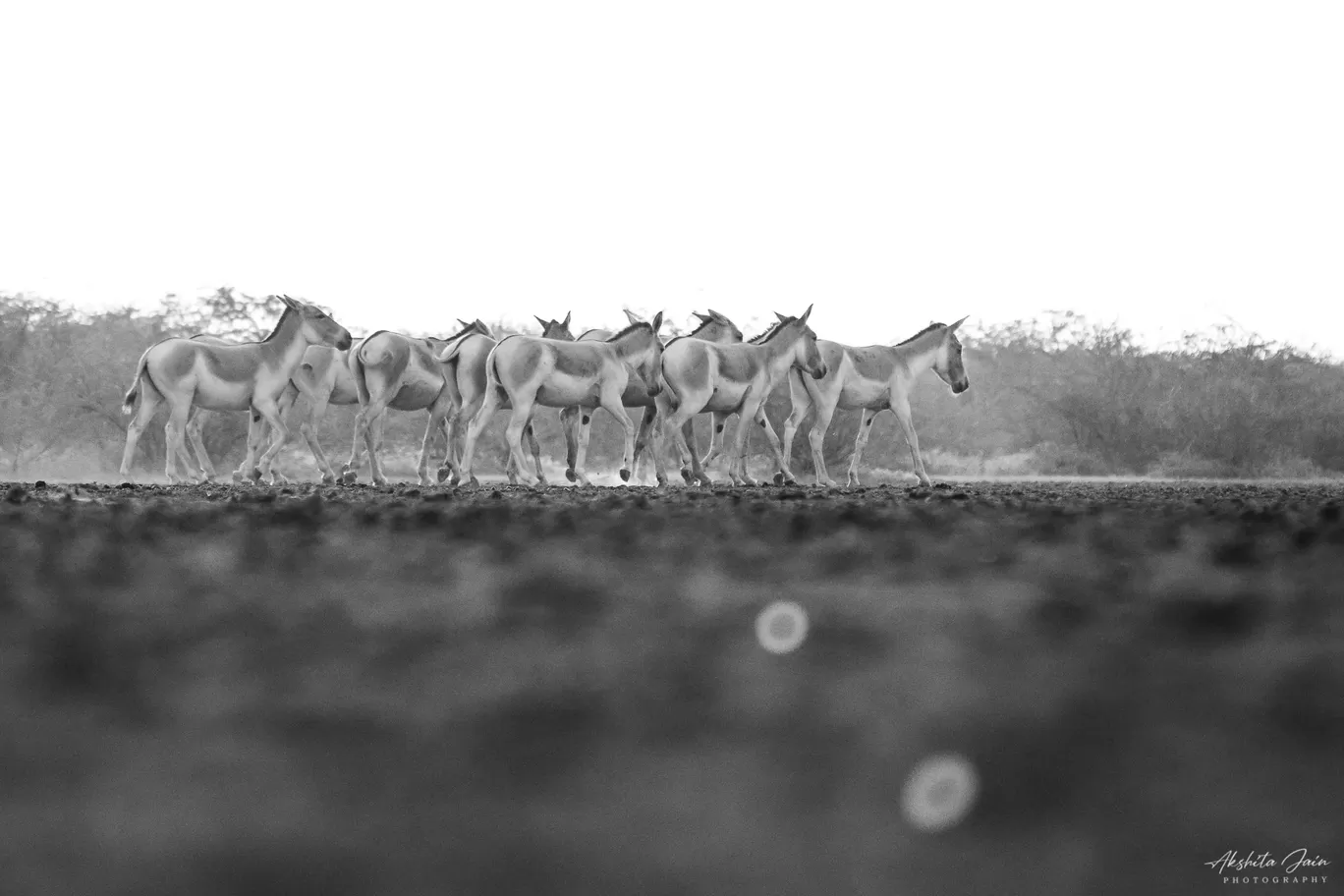 Photo of Little Rann of Kutch By Akshita Jain