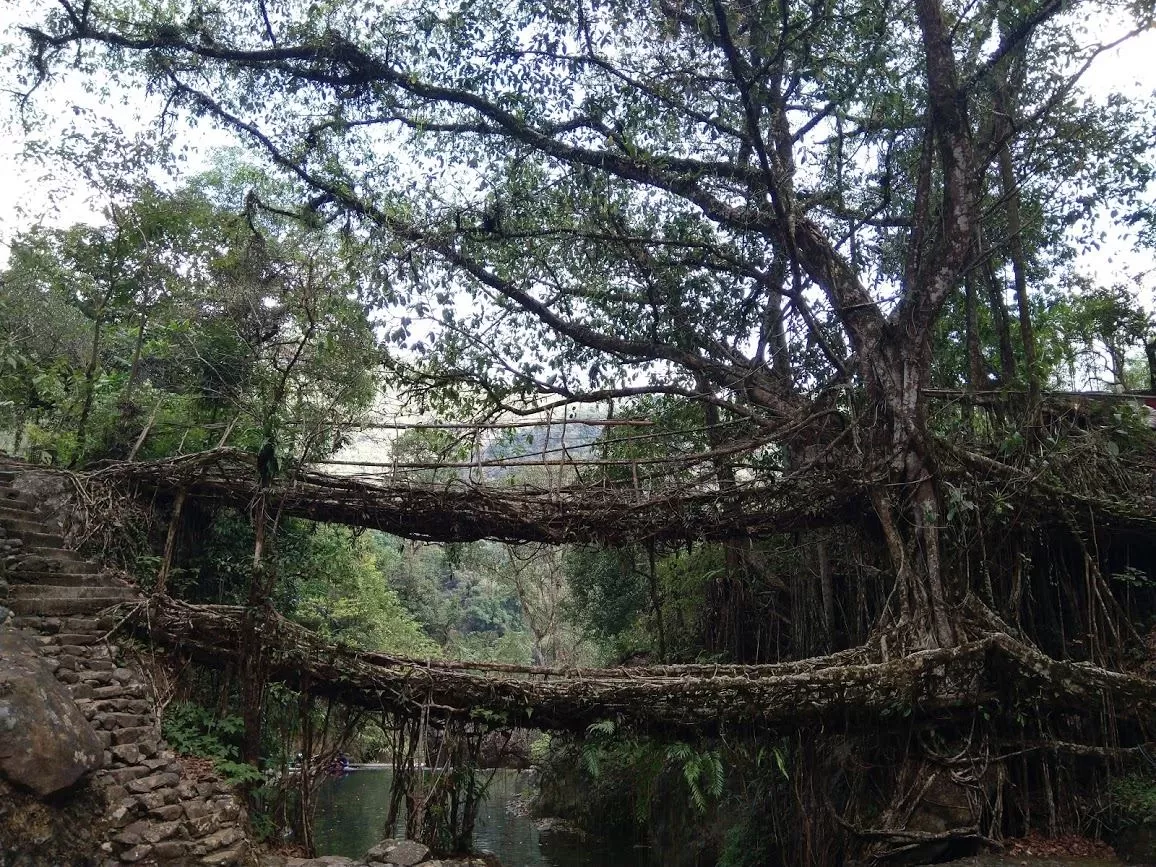 Photo of Double Decker Living Root Bridge By Rinki Popli