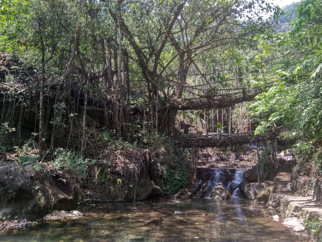 Photo of Double Decker Living Root Bridge By Rinki Popli