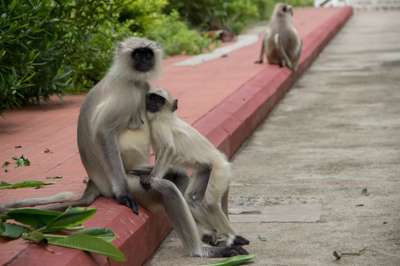 Photo of Ranakpur By Rishi Jain