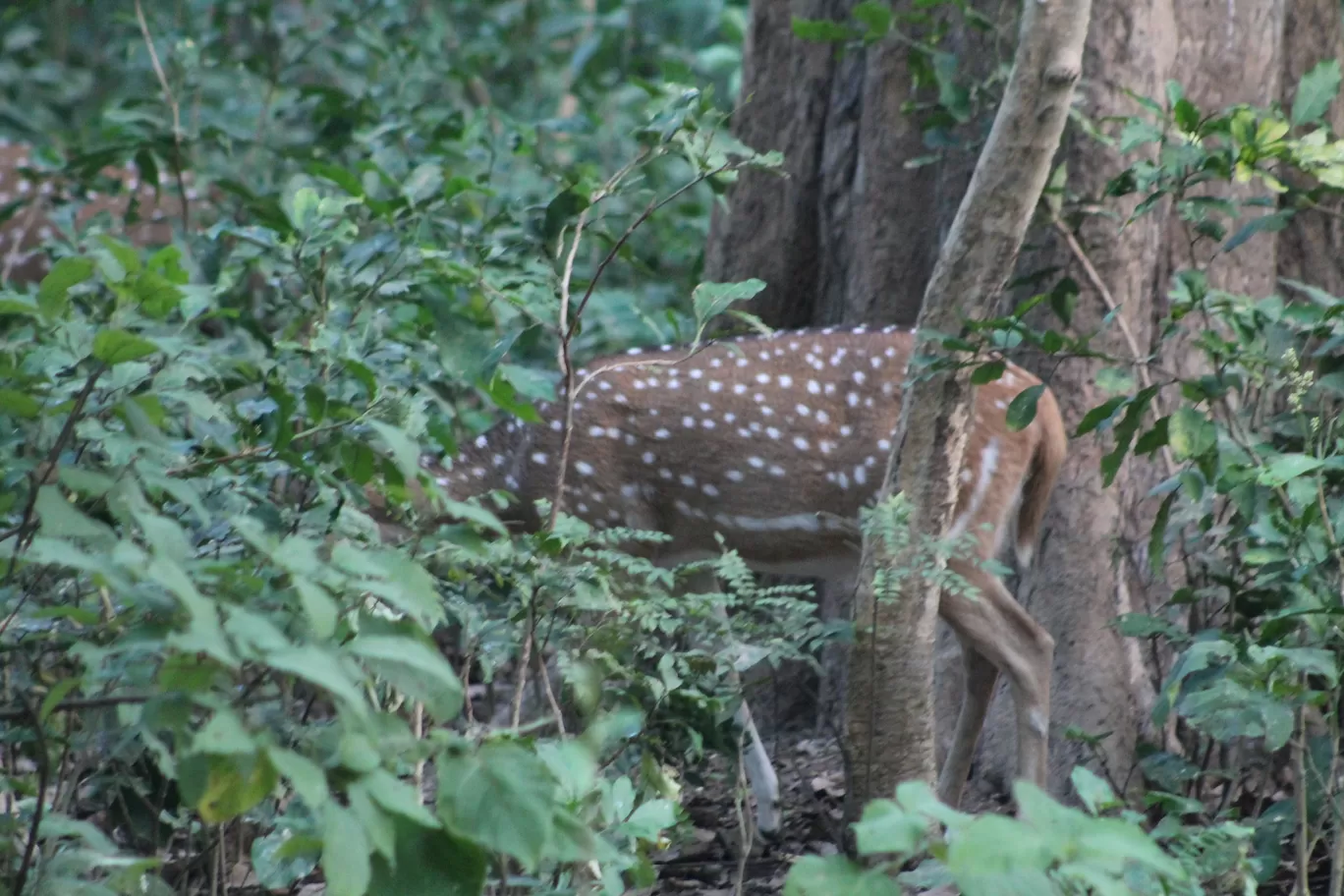 Photo of Jim Corbett National Park By Shayaan Ahmad Noori