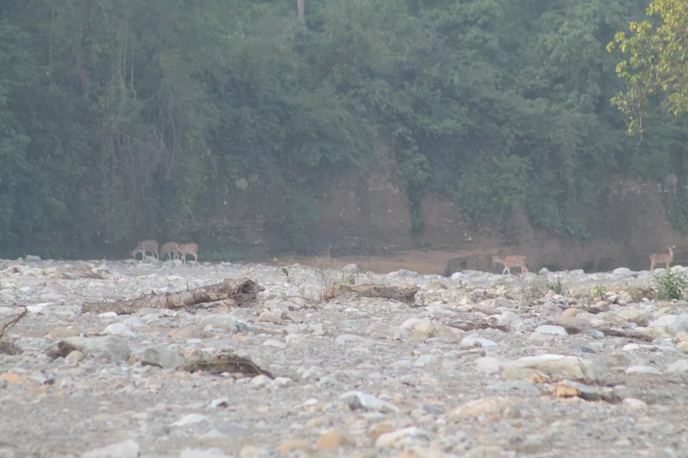 Photo of Jim Corbett National Park By Shayaan Ahmad Noori