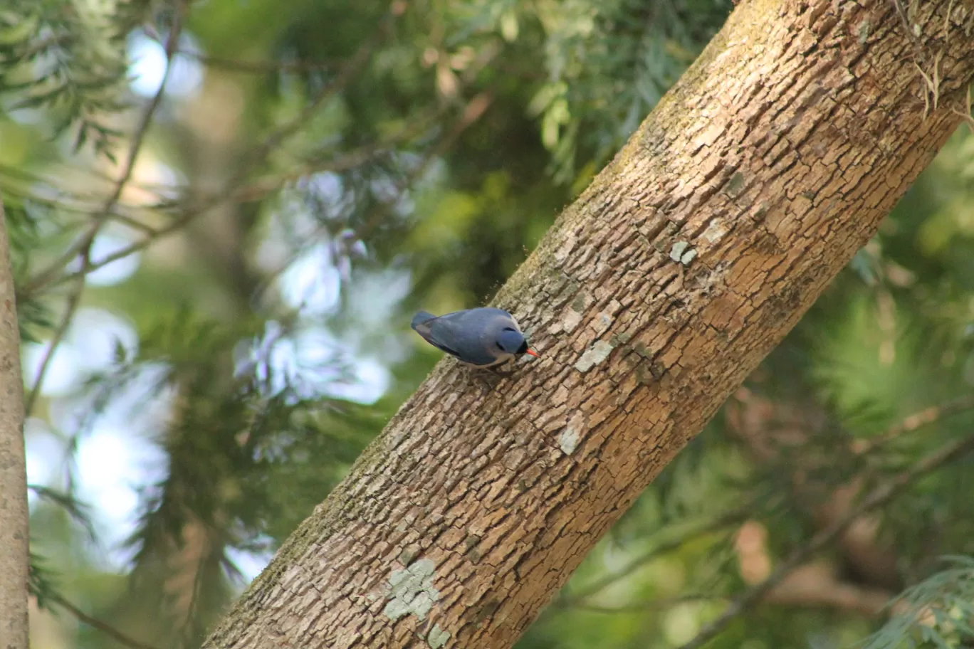 Photo of Jim Corbett National Park By Shayaan Ahmad Noori