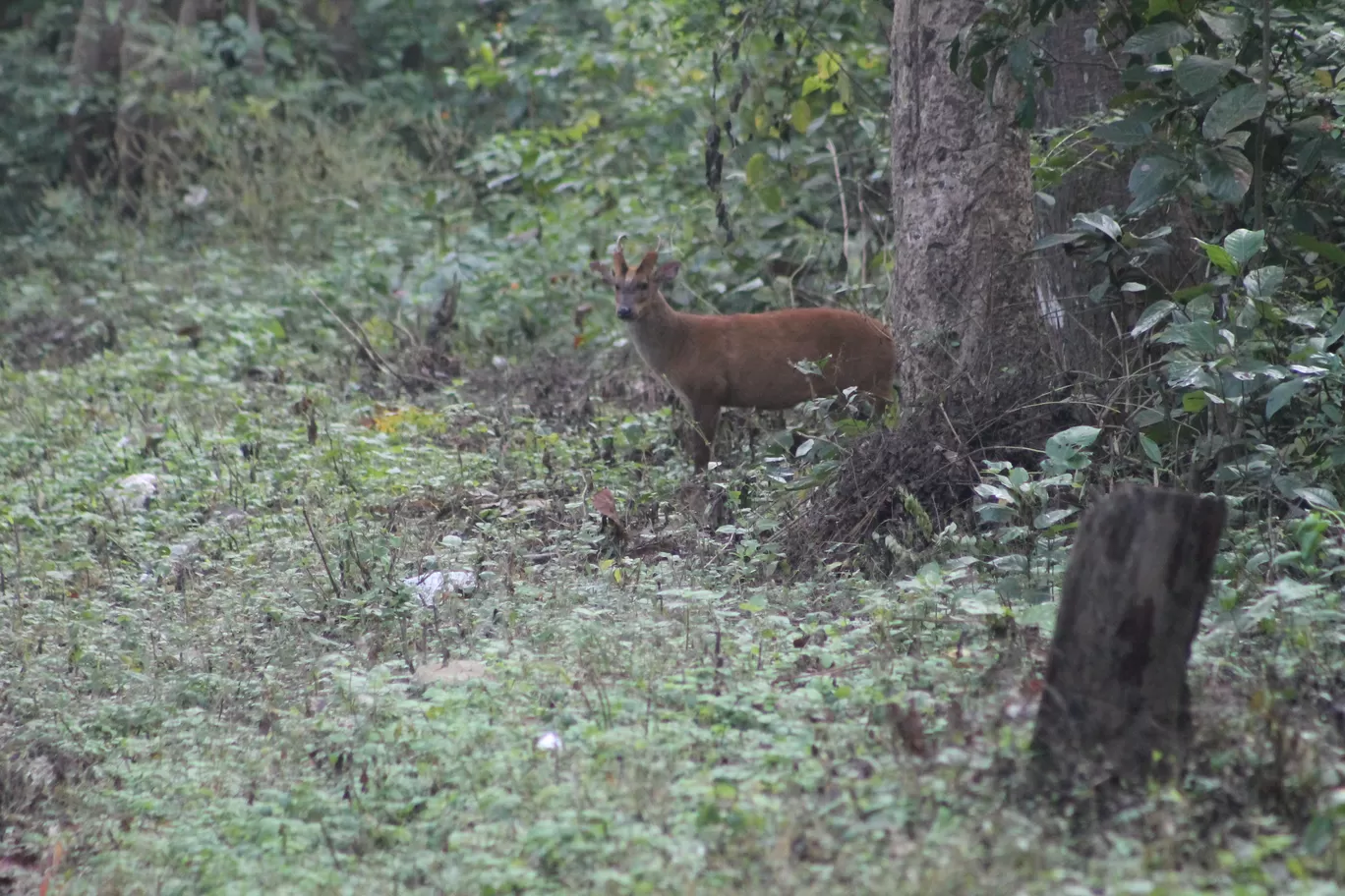 Photo of Jim Corbett National Park By Shayaan Ahmad Noori
