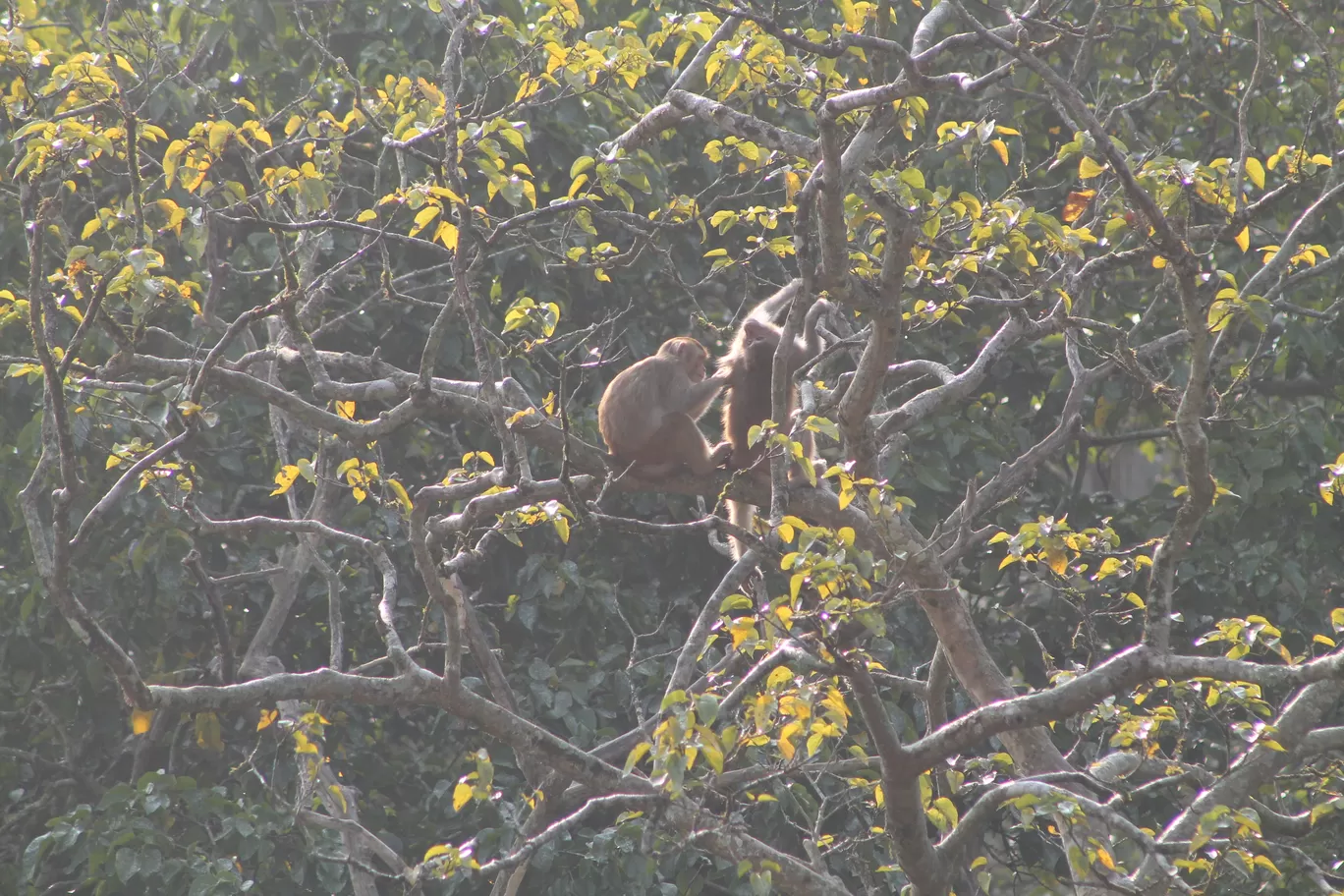 Photo of Jim Corbett National Park By Shayaan Ahmad Noori