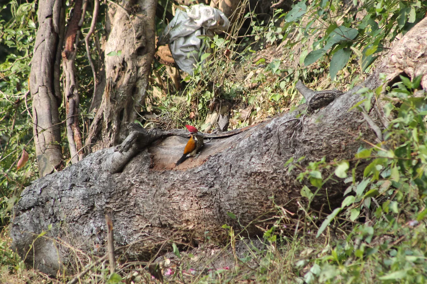 Photo of Jim Corbett National Park By Shayaan Ahmad Noori