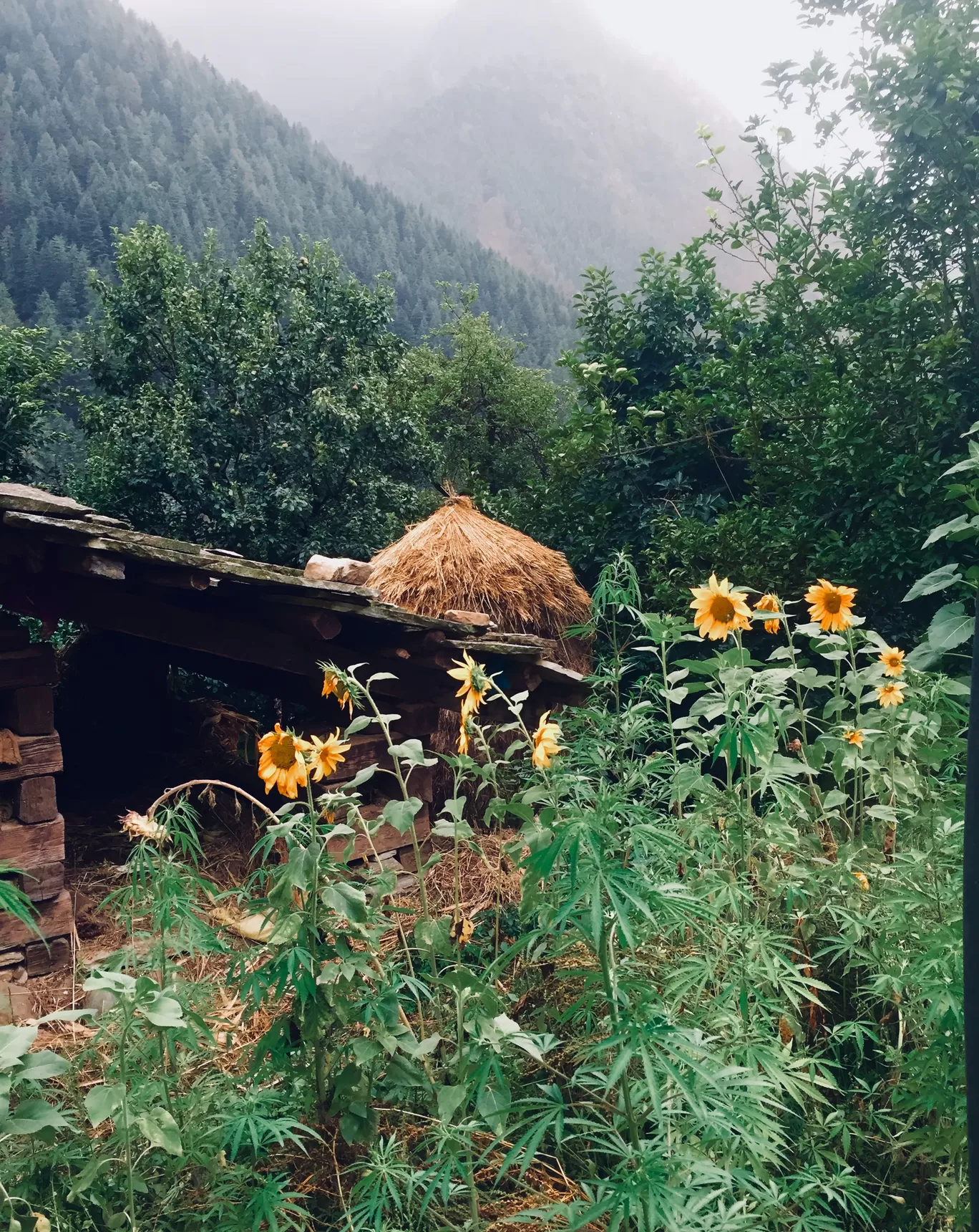 Photo of Chalal Trek Trail By deepali sukhija