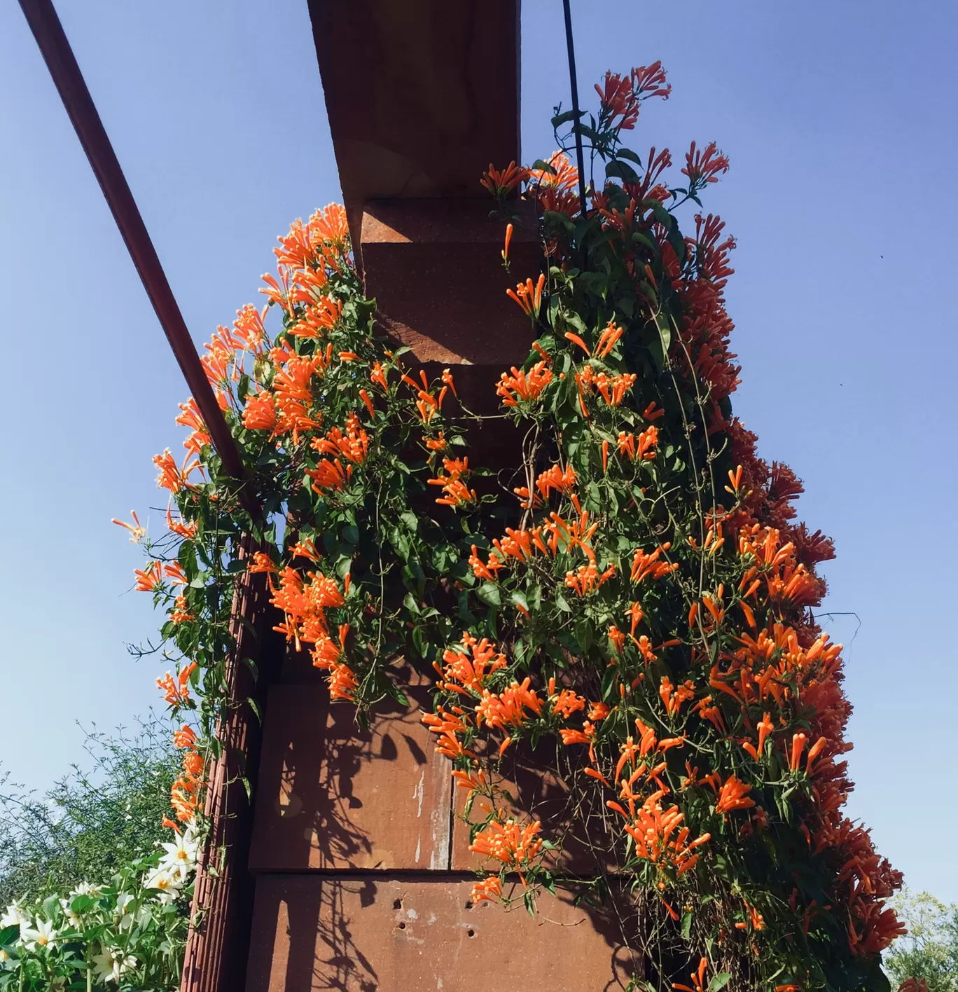 Photo of Mughal Gardens By deepali sukhija