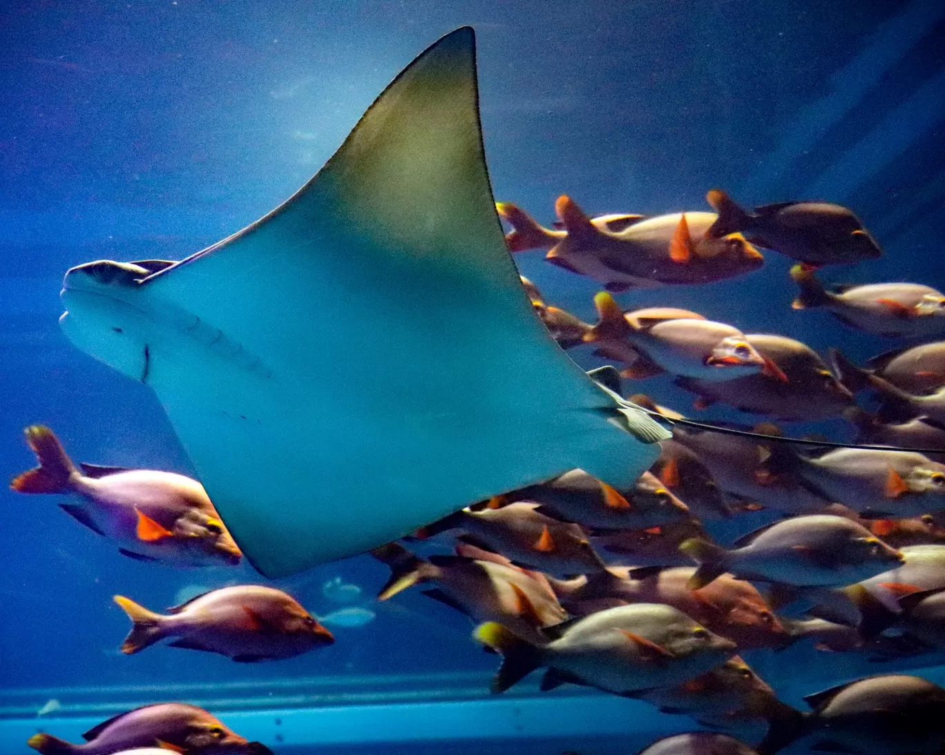 Photo of Osaka Aquarium By Vishwanath Moolya